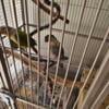 10 Conures Pinnaple & Black heads