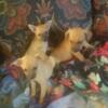 Deer head chihuahua puppies available