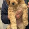 Caramel cockapoo puppies