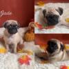 8 week old pug puppies