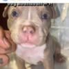 American bully micro $2300