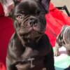 Beautiful Chocolate Frenchie Male! Puppy! For Sale