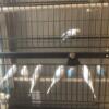 Parakeets for sale