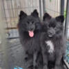 Male Black Poms Pomeranians NJ