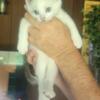 Siamese Kitten For Sale