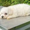 PUREBRED BICHON PUPPIES FOR SALE