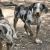 Catahoula Puppies 2 Males