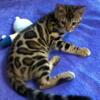 Purebred Bengal Kittens TICA