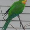 *Male Baraband Parakeet*