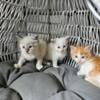 Siberian kittens available to adopt