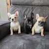 AKC French Bulldogs 