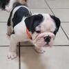 UKC Old English Bulldog Puppies 