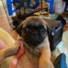 Pug puppies for sale!!!