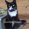 European maine coon