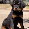 Standard Rottweilers