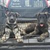 German Shepherd Puppies