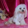 Adult Female Maltese-Krystal