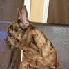 AKC/CKC Merle brindle male Frenchie