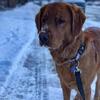 Pure Bread Golden Retriever Stud
