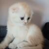 Scottish fold  boy for sale born  04/18/2024