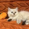 Adorable Ragamuffin Kittens - TICA Registered