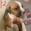 Tri Color XL Bully Puppies