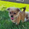 Shorkie puppy in Iowa