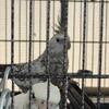 Bonded Cockatiel Pair