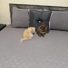 Beautiful Kittens