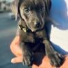 AKC LABRADOR RETRIEVERS SILVER AND CHARCOAL FEMALE