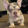 Merle Frenchies Puppies