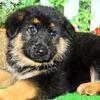 Chicago German Shepherd Puppies. BIG!!!  IMPRESSIVE!!!