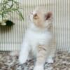 Beautiful and Sweet, Cream and White Exotic Shorthair, ESH Male