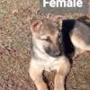 German Shepherd female pup (purebred)