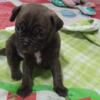 pug/Boston terrier puppies.5 weeks old. NEW PHOTOS ARE UP.