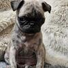 Brindle Male Puppy