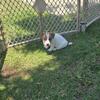 AKC Registered Female Jack Russell Terrier pup