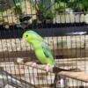 Parrotlets 