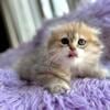 Scottish Fold Girl 