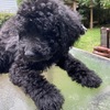 Pyre-goldendoodle puppies ready to go home