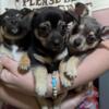 Male Chihuahua puppies ready NOW