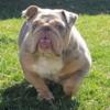 Female English bulldog