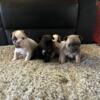 French Bulldog 3 PUPPIES LEFT