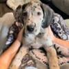 AKC Great Dane Puppies