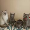 British Shorthair kittens