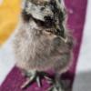 Silkie Chicks (0-7 weeks)