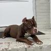 Exotic bully