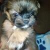 Small Shih Tzu puppies