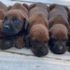 AKC REDBONE COONHOUND FEMALE & MALE PUPPIES~ PA