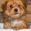 Morkie